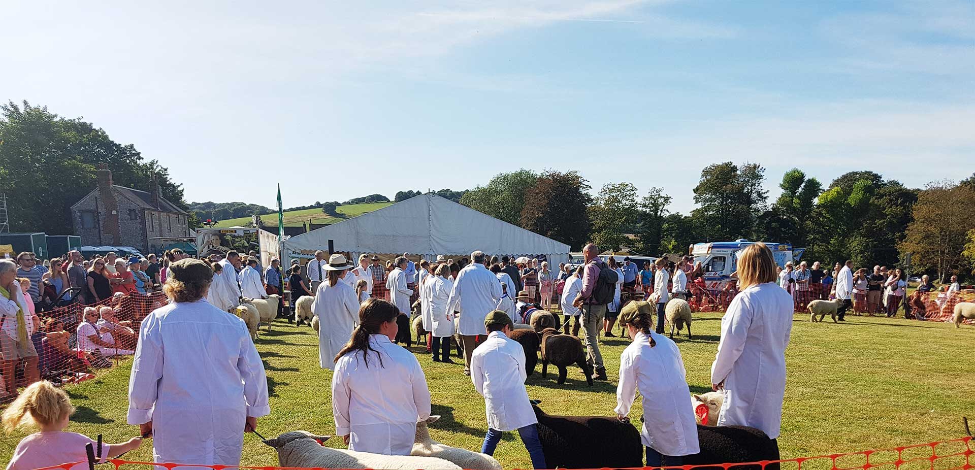 Parade of winning sheep