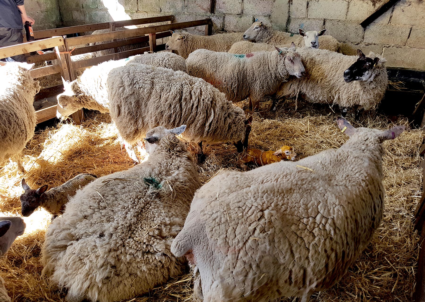 Lambing at Coombes Farm near Worthing